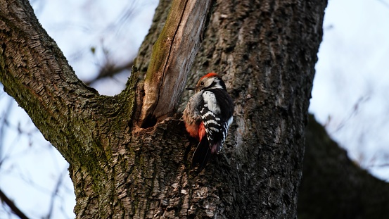 beautiful Lesser Spotted Woodpecker on the tree