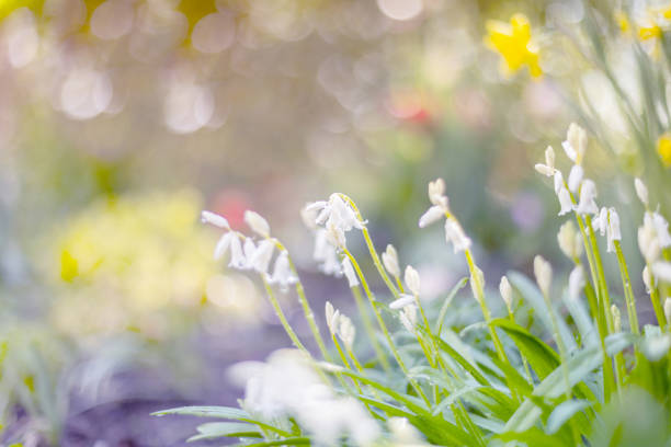 White flower, natural garden, Spanish hyacinth (Hyacinthoides hispanica), floral wallpaper, floral pattern