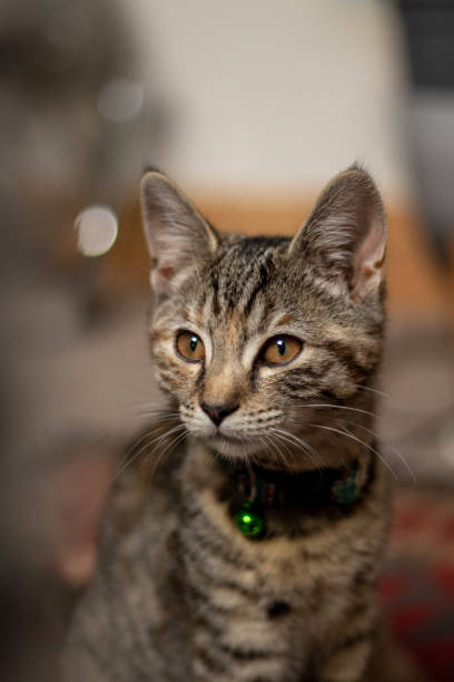 istock Cute tabby cat kitten with big eyes 2150589398