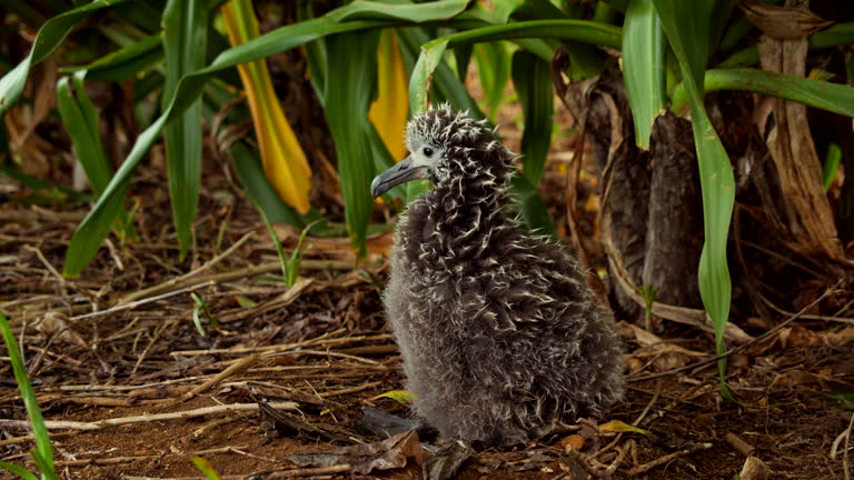 Baby Albatross Relaxes Beneath Large Green Leaves in Slow Motion