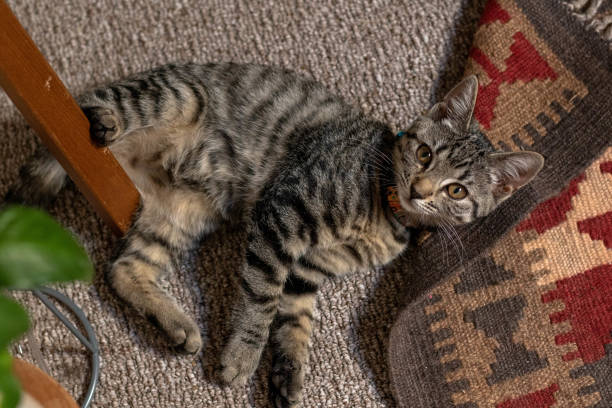 istock Cute tabby cat kitten with big eyes 2150589475