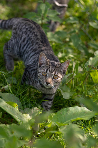 istock Cute tabby cat walking through the grass and greenery 2150589509