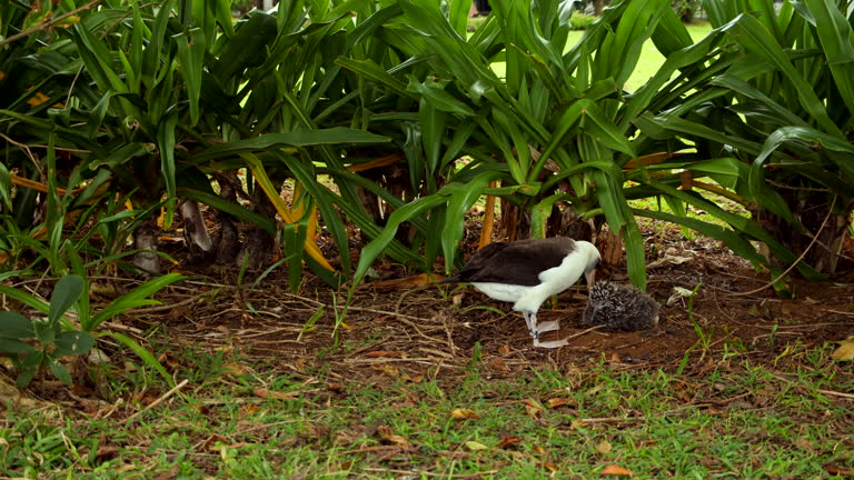 Mother Albatross Approaches and Nuzzles Baby in Greenery in Slow Motion