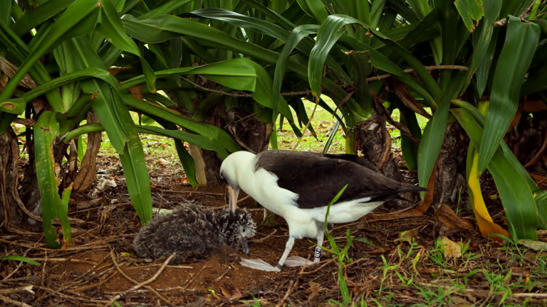 Mother Albatross cares for her Child in front of Vibrant Green Bushes in Slow Motion