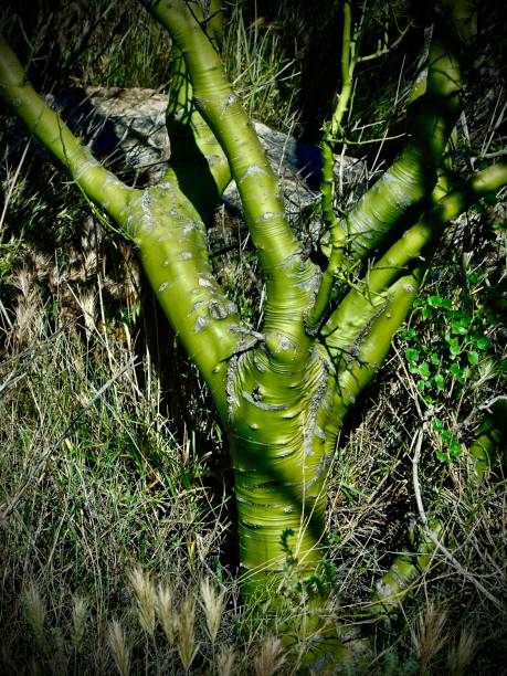 photographing saguaro national park - april 2024