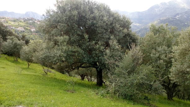 istock Tranquility in Kabyle Olive Groves -15- 2150590772