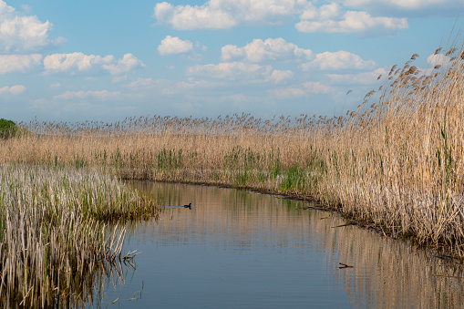 Boat path among the reeds on the lake.
