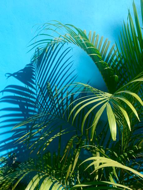istock Green plant against blue background 2150592769