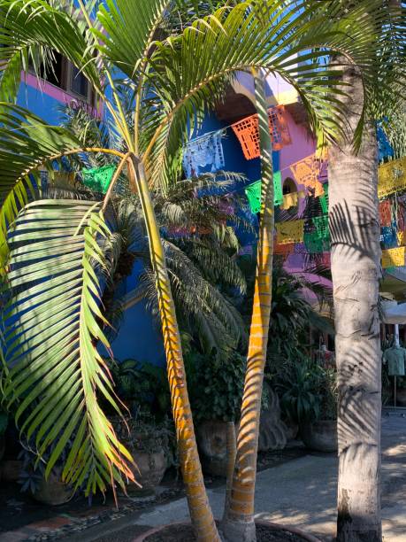 istock Palm trees with colourful background sayulita 2150592822