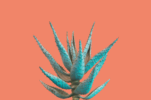 Aloe Succulent Plant in Blue Tone Color on Pinkish Orange Background, Creative Colorful Summer Concept