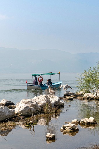 Bursa, Turkey - April 13, 2024: Daily life in Golyazi fishing village with boats and pelicans.