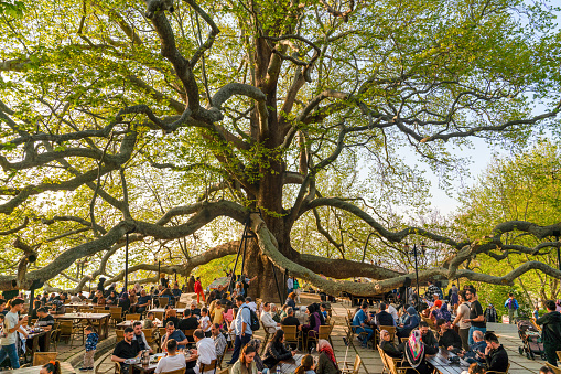 Bursa, Turkey - April 13, 2024: Inkaya historical plane tree and tourist enjoy the three