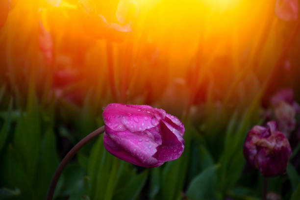 Pink tulips with water droplets in Sunset. Close up shot of pink tulip in Emirgan Park. Pink tulips lit by sunlight.