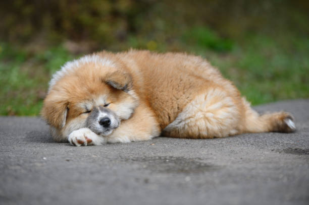 Cute Akita Inu puppy sleeping  outdoors. Baby animal