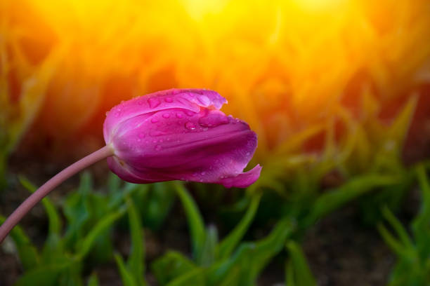 Pink tulips with water droplets in Sunset. Close up shot of pink tulip in Emirgan Park. Pink tulips lit by sunlight.