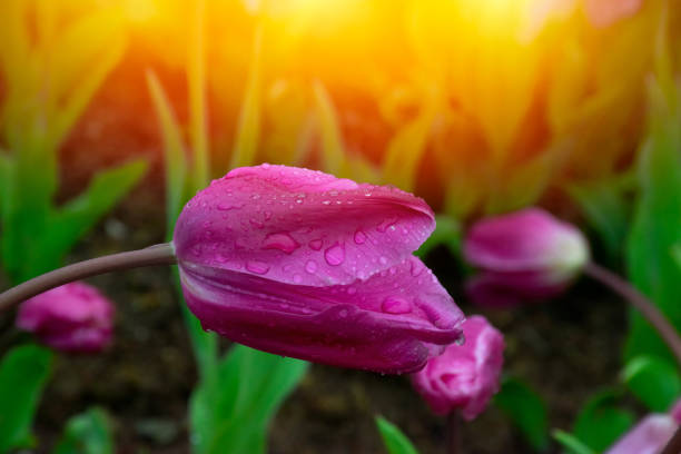 Blooming red tulips on a green lawn, spring day