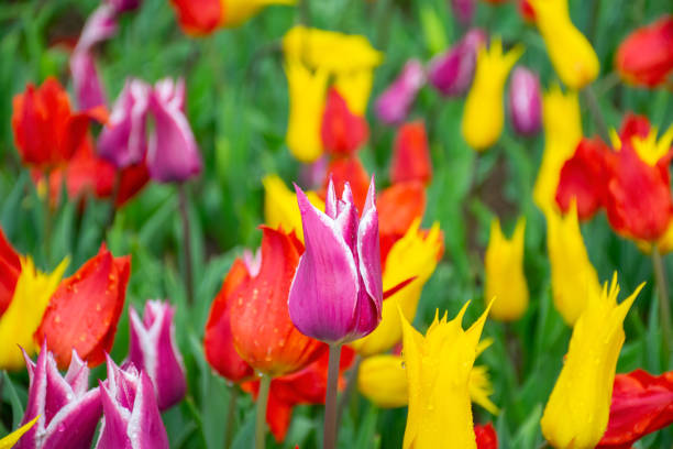 One pink tulip standing out from the crowd of yellow tulips in a field during a springtime day in Flevoland, The Netherlands. Suitable as background photo.