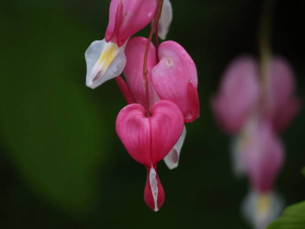 istock Heart-shaped flowers 2150597274