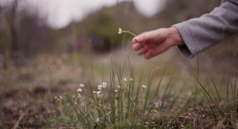 Close-up of a hand reaching out to touch tiny wildflowers during a hike with friends in a natural landscape, symbolizing connection with nature and friendship.