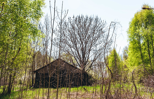 An abandoned wooden old house among the trees in the forest. Desolation and ruin concept. Dying villages territory. Forest guardhouse. Chernobyl exclusion zone and resettlement zone due to pollution.