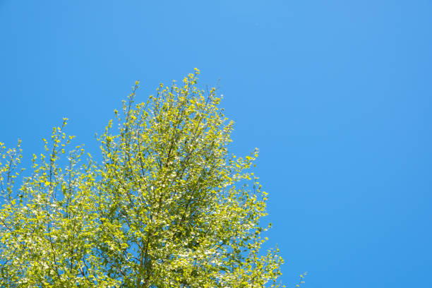 Beautiful spring scene with low angle view of beautiful birch tree in bloom during spring April month with fresh leaves and buds - clear blue sky in background with copy space. Springtime seson.