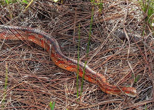 A large corn snake, Pantherophis gutattus, slithers in the pine understory with his forked tongue sticking out. Vibrant orange and yellow coloration.