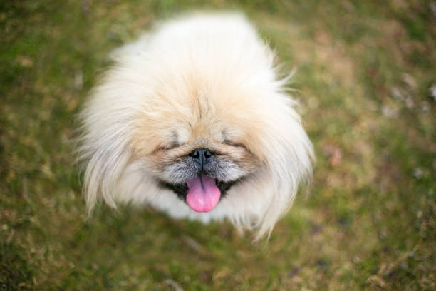 A fluffy purebred Pekingese dog with its eyes closed and smiling
