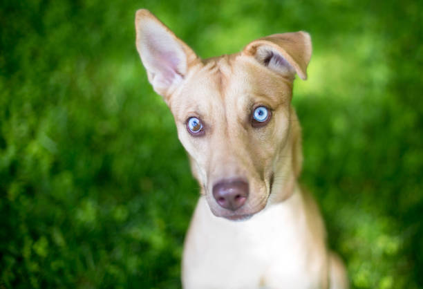 A mixed breed dog with sectoral heterochromia in its eyes looking up at the camera