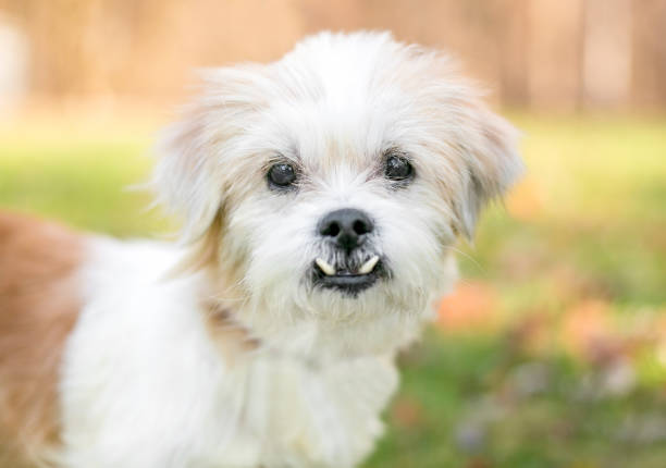A small scruffy mixed breed dog with an underbite looking at the camera