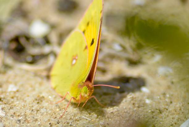 Butterfly with green eyes