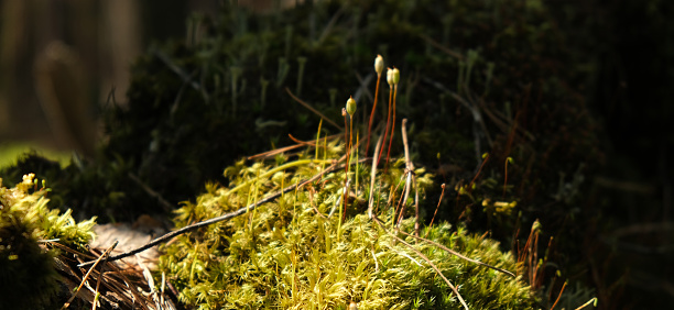 The moss is a bright green and covers the ground in a thick layer. There are a few small plants and twigs scattered throughout the moss.
