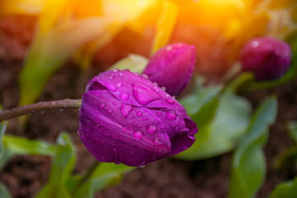Purple tulips with water droplets in Sunset. Close up shot of purple tulip in Emirgan Park. Purple tulips lit by sunlight.