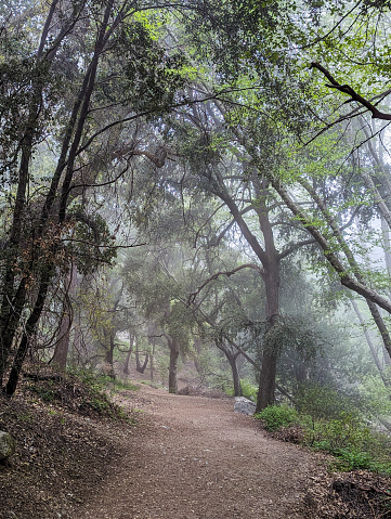 Foggy trail to Switzer falls in California