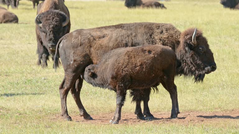 Bison and Calf in South Dakota