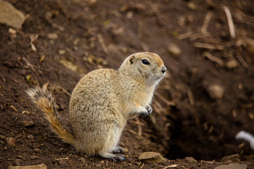 Photograph of a spring gopher by his den.