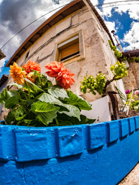 istock A blue pot and orange flowers. 2150602759
