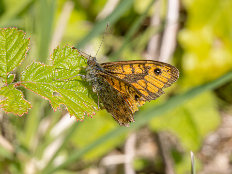 Umbria, Italy:\nSatyridae Megaera butterfly
