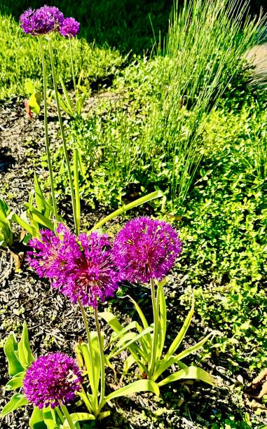istock Tall Purple Allium Flowers 2150603890