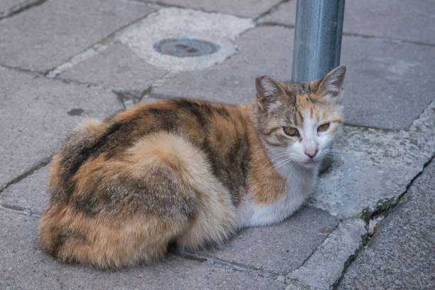 istock Tortoiseshell stray street cat 2150604100