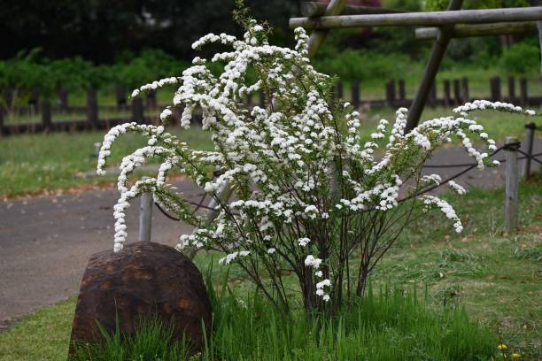 istock Reeves spirea ( Spiraea cantoniensis ) flowers. Rosaceae deciduous shrub. 2150604438