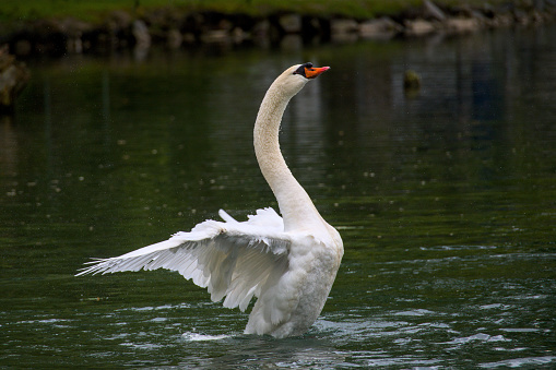 A beautiful white swan flits and swims in the evening sun
