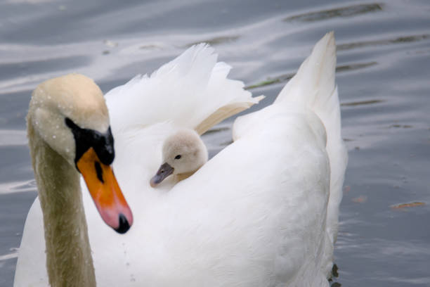 one young swan is riding in the mothers plumage