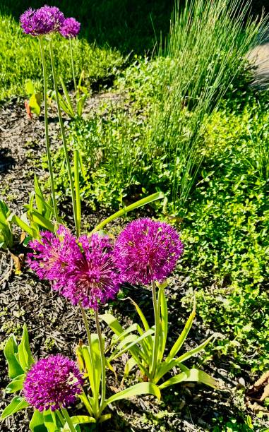 istock Snowflake Purple Alliums  in New Spring 2150605328