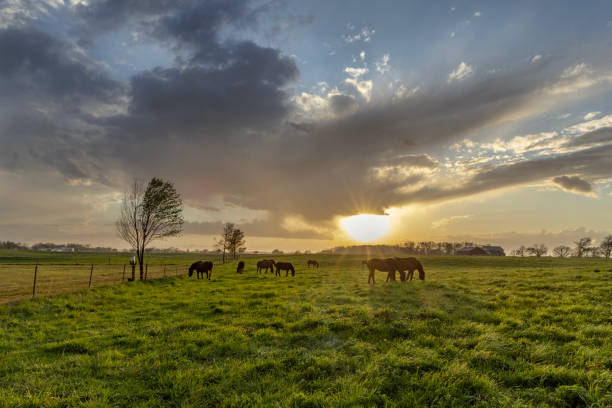 istock Horses grazing at sunset 2150605584