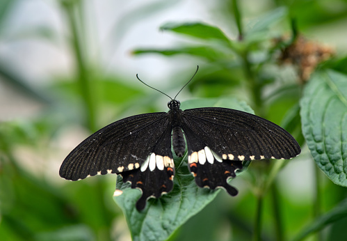 The Papilio polytes butterfly, black butterfly with white spots on the wings