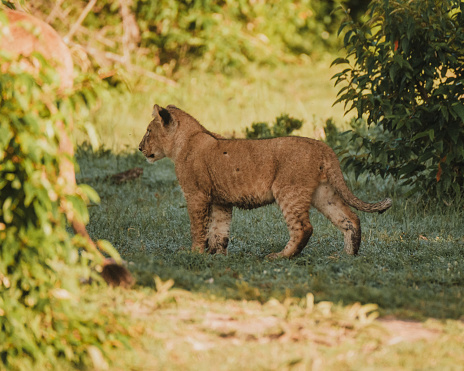 Playful lion cub exploring under a bush, Masai Mara