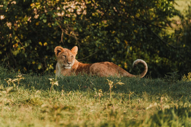 Lion cub lying in the grass at dawn, Masai Mara