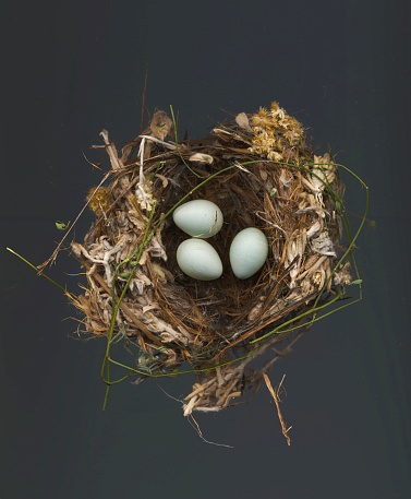 House Finch nest with 3 eggs.