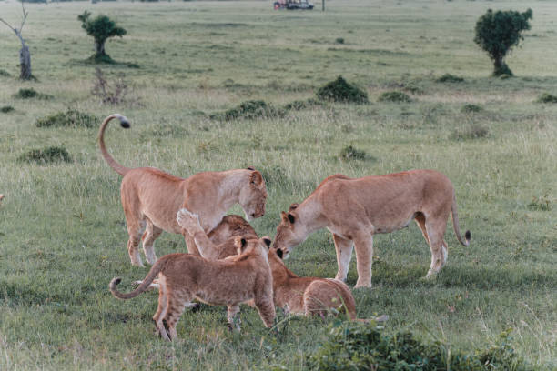 A male and female lion cuddling in the Masai Mara National Park – Kenya