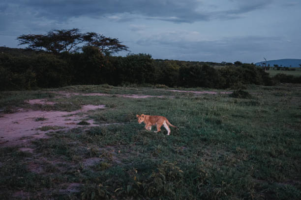 istock Lone lion cub on twilight patrol in Ol Pejeta. 2150607742